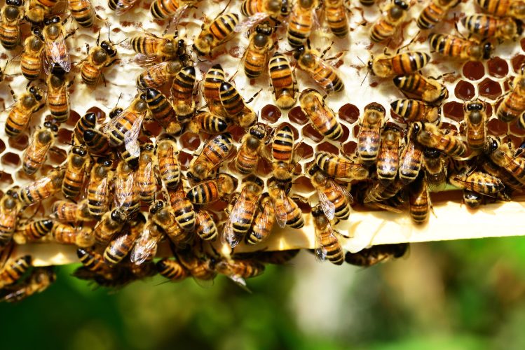abeilles miel savons